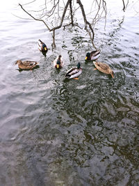Ducks in the lake