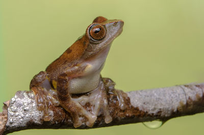 Close-up of a frog