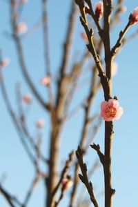 Low angle view of flower tree against sky