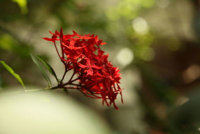 Close-up of red maple leaves