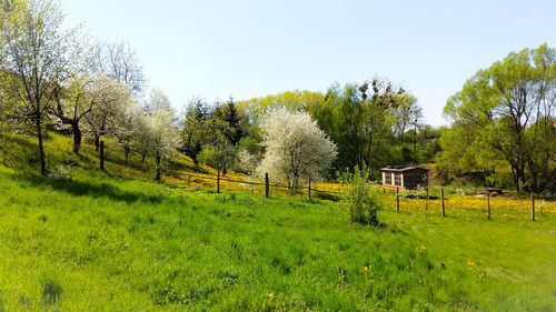 Scenic view of grassy field against sky