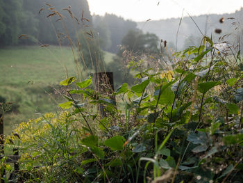 Close-up of plants against grassland