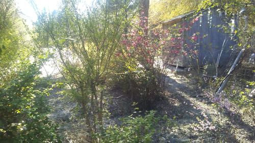 Plants and trees in park