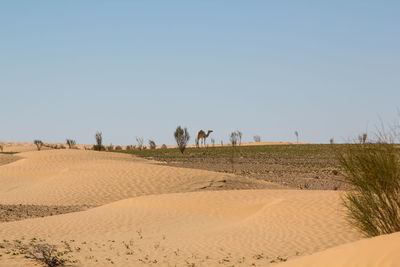 Scenic view of desert against clear blue sky