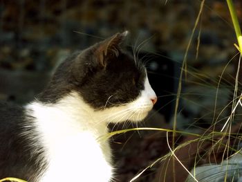 Close-up of cat