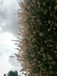 Close-up of tree against sky