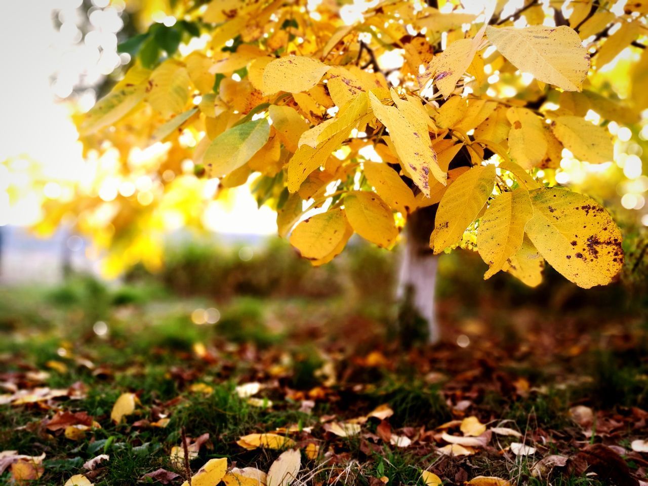 CLOSE-UP OF YELLOW LEAVES ON FIELD