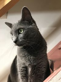 Close-up portrait of cat sitting at home