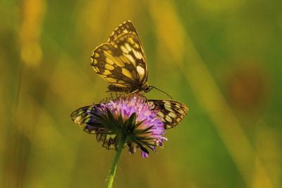 Close-up of butterfly on purple flower