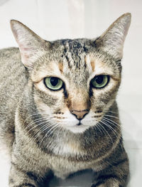 Close-up portrait of tabby cat