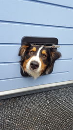 Portrait of a dog through cat flap door 