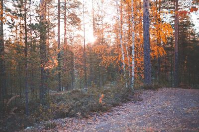 Trees in forest during autumn