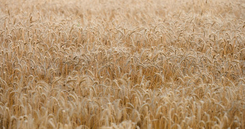 Field with yellow ripe wheat on a summer day. good harvest, banner