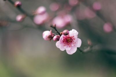 Close-up of pink flowers