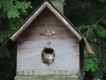 Low angle view of a squirrel in a birdhouse on tree 