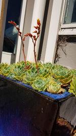 Potted plant on window sill