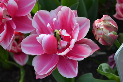 Close-up of pink flower