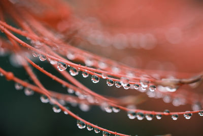 Close-up of raindrops on leaf