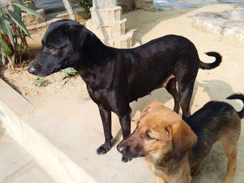 High angle view of dogs