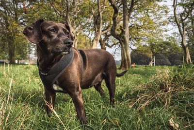 Dog standing in field