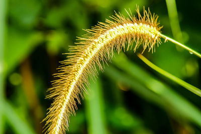 Close-up of stalks in field