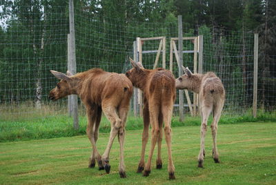 Horses standing on field