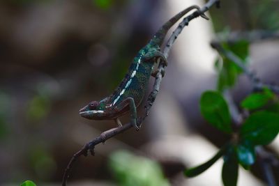 Close-up of a lizard on a tree