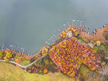 Close-up of butterfly on plant