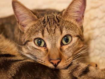 Close-up portrait of a cat