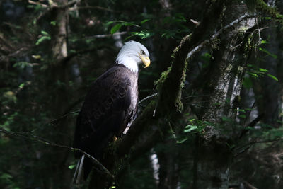 Bird perching on a tree