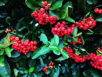 Red flowers blooming on plant