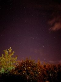 Low angle view of trees against sky at night