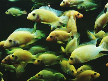 Close-up of fish swimming