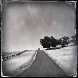 Road along trees