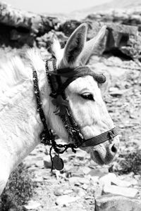 Close-up of a horse on a field