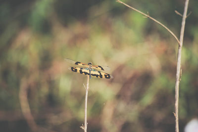 Close-up of dragonfly on plant