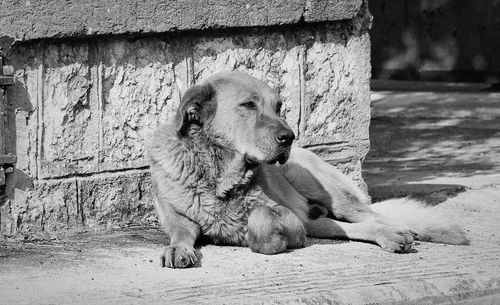 Dog looking away while sitting on wall