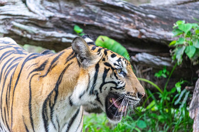 Tiger in a zoo