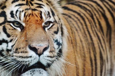 Close-up portrait of tiger