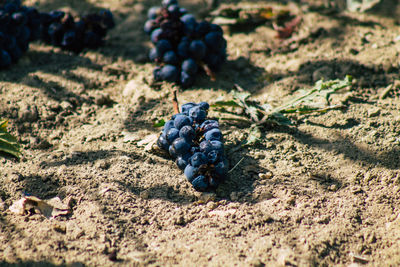 Close-up of fruits on sand