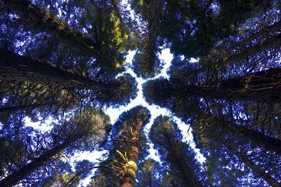 Low angle view of trees