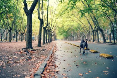 Man with dog on landscape