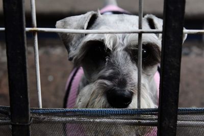 Close-up of dog in cage