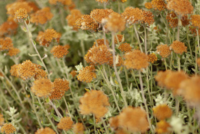 Full frame shot of flowering plants