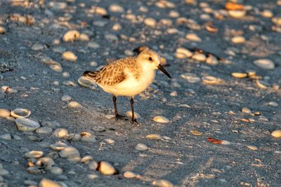 High angle view of bird on ground