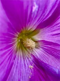 Macro shot of purple flowering plant