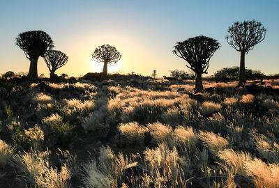 Trees on field against sky during sunset