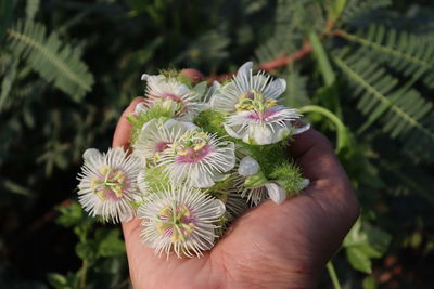 Close-up of hand holding flowers against mountain