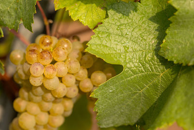 Close-up of grapes growing in vineyard