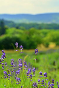 Close-up of flowers growing in field